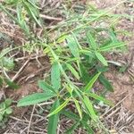 Crotalaria lanceolata برگ