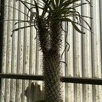 Pachypodium geayi Φύλλο