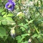 Aquilegia vulgaris Other