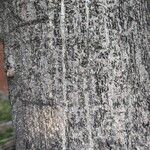 Ficus elastica Bark