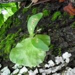 Platycerium elephantotis Leaf