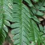 Polystichum braunii Likasa
