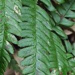 Polystichum braunii Folha