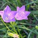 Campanula rotundifolia Flower