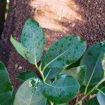 Ficus pertusa Blad