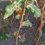 Lactuca serriola Foglia