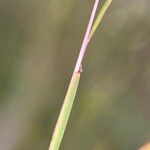 Schizachyrium brevifolium List