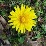 Taraxacum pyrenaicum Lorea