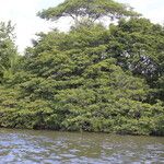 Osodendron altissimum Habit
