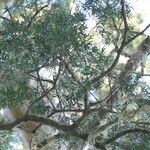 Afrocarpus falcatus List