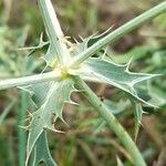 Eryngium campestre Hoja