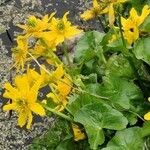 Caltha leptosepala Habitatea