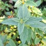 Scutellaria alpina Leaf