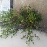 Baccharis dracunculifolia Habitus