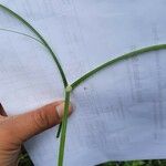 Cyperus aromaticus Folio