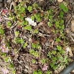 Saxifraga praetermissa Habit