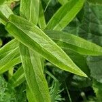 Inula salicina Likasa