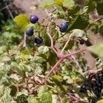 Ampelopsis glandulosa Fruit