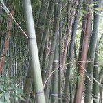 Phyllostachys viridiglaucescens Corteza