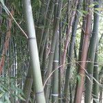 Phyllostachys viridiglaucescens خشب