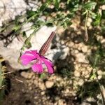 Silene schafta Flower