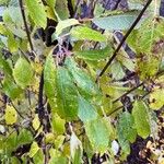 Salix discolorBlatt