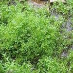 Floerkea proserpinacoides Habitat