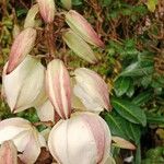 Yucca gloriosa Flower