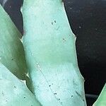 Agave macroacantha Ліст