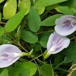 Clitoria mariana Цветок