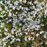 Houstonia caeruleaKukka