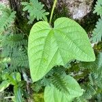Passiflora rubra Leaf