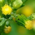 Senecio vulgaris Kvet