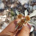 Inula verbascifolia Flower