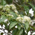 Syzygium pyrifolium ഇല