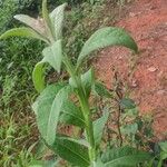 Verbascum lychnitis 叶