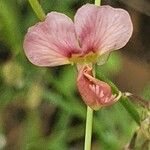 Polygala amboniensis Flor