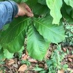 Quercus michauxii Leaf