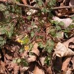 Corydalis flavula Habit