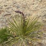 Yucca angustissima Leaf