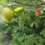 Prunus brigantina Fruit