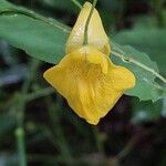 Impatiens noli-tangere 花