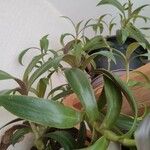 Tradescantia spathacea ഇല