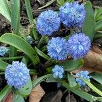 Muscari azureum Hostoa