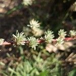 Camphorosma monspeliaca Leaf