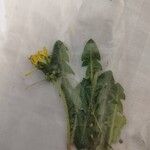 Taraxacum dissectumLeht