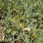 Astragalus granatensis Leaf