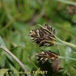 Carex bicolor Blomma