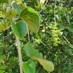 Ipomoea spathulata Foglia