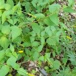 Abatia stellata Habit